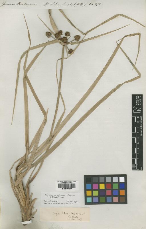 Scirpus cubensis Poepp. & Kunth - BM000793217