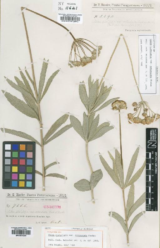 Calea platylepis Sch.Bip. ex Baker - BM000816280