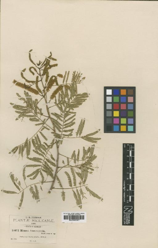 Piptadenia flava (Spreng.) Benth. - BM000952307