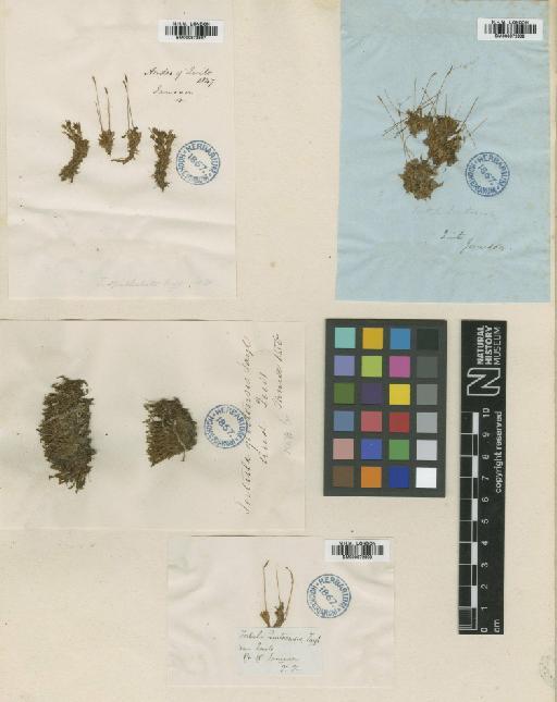 Tortula quitoensis Taylor - BM000872807_a