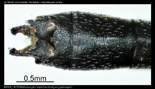 Elattoneura tetrica (Laidlaw, 1917) - BMNHE_1201785-Elattoneura_tetrica-specimen-dorsal_anal_appendage-5x