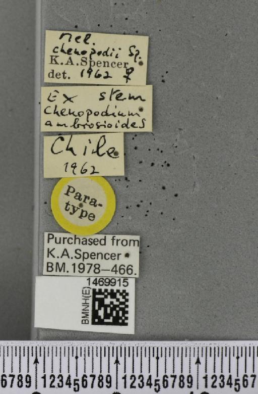 Melanagromyza chenopodii Spencer, 1963 - BMNHE_1469915_label_45074