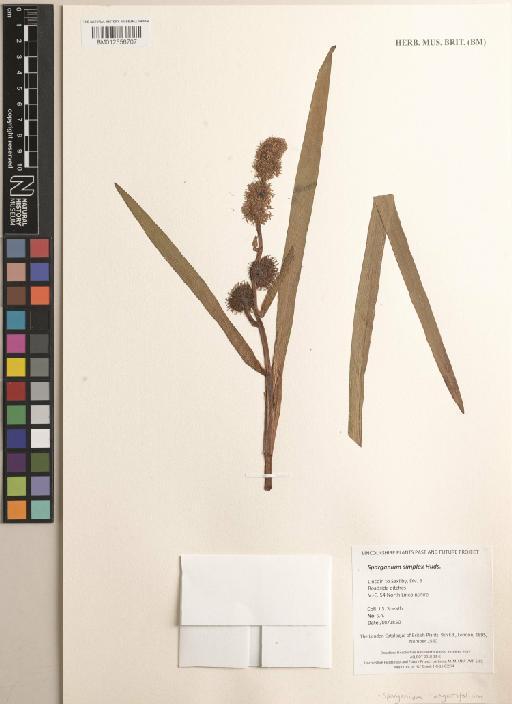 Sparganium emersum Rehmann - BM012556707