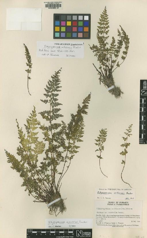 Pityrogramma williamsii Proctor - BM000605187