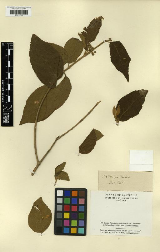 Callicarpa pedunculata R.Br. - BM001217069