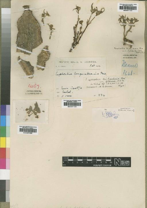 Euphorbia trichadenia var. gibbsiae N.E.Br. - BM000911239
