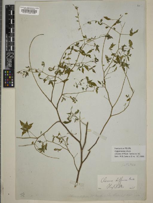 Cleome diffusa Banks ex DC. - BM000574105