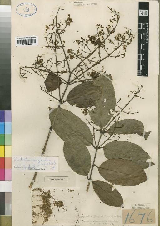 Combretum marginatum Engl. & Diels - BM000902040