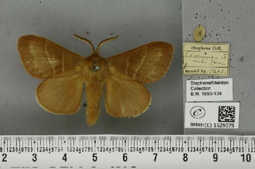 Macrothylacia rubi (Linnaeus, 1758) - BMNHE_1529075_196533