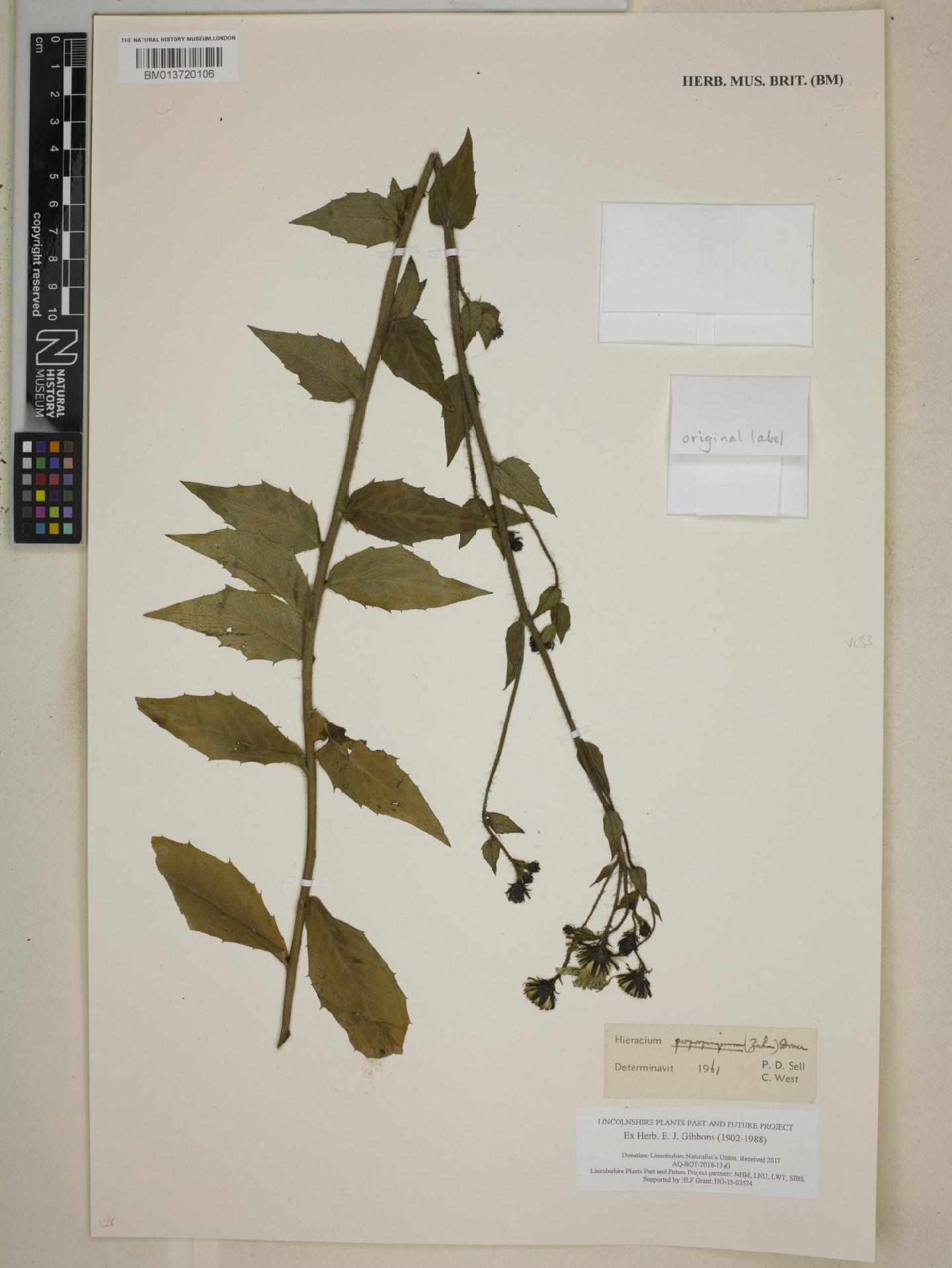 To NHMUK collection (Hieracium sabaudum subsp. sabaudum (L.) Zahn; NHMUK:ecatalogue:9003986)