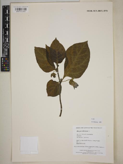 Atropa belladonna L. - BM013720306