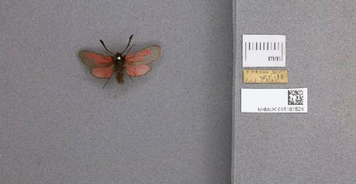 Zygaena (Mesembrynus) purpuralis purpuralis (Brünnich, 1763) - 015191524_775459_1477570