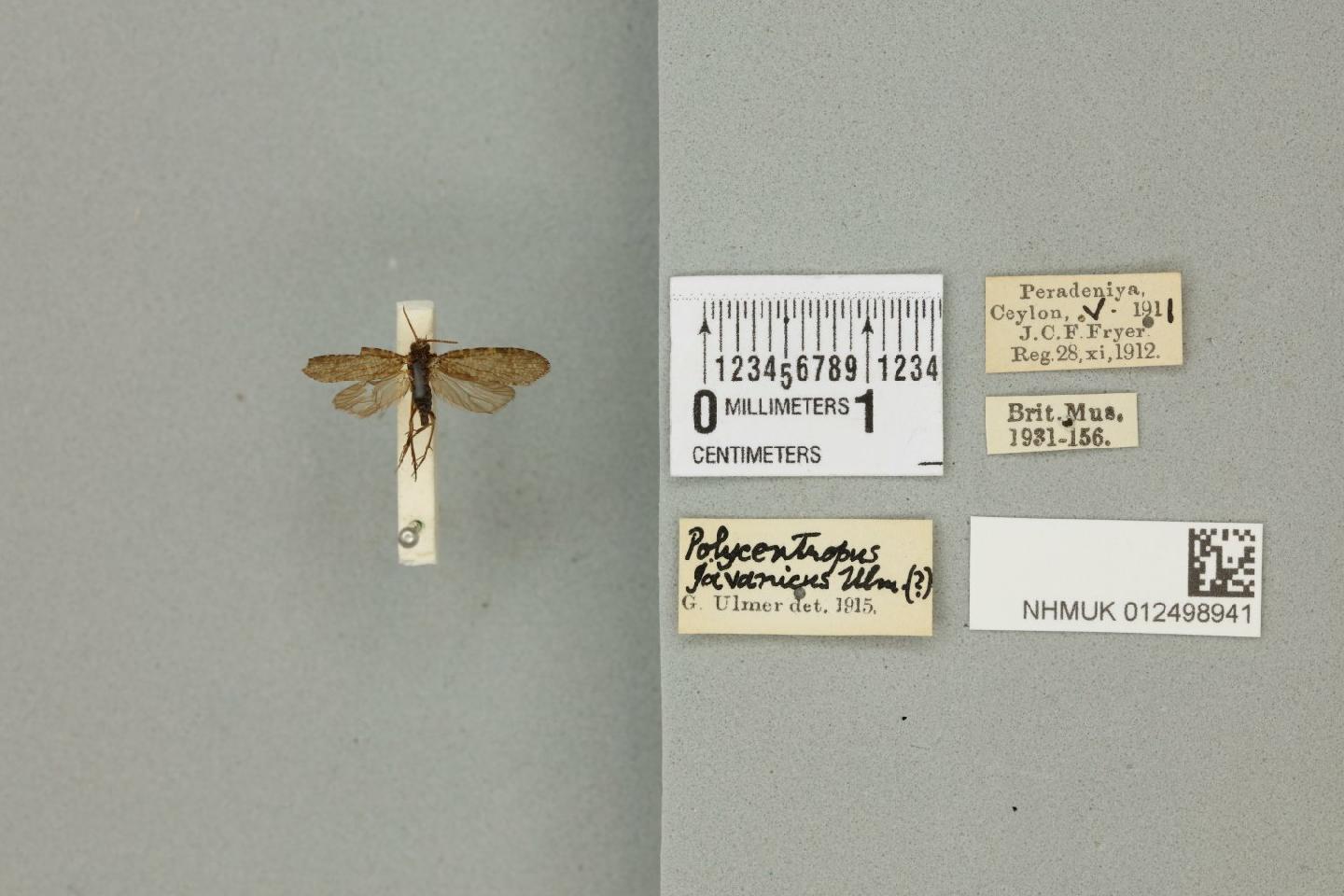 Polyplectropus javanicus