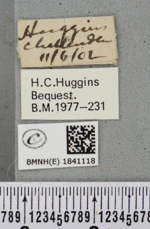 Lomaspilis marginata (Linnaeus, 1758) - BMNHE_1841118_label_419376