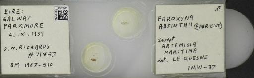 Campiglossa absinthii (Fabricius, 1805) - BMNHE_1501581_57504
