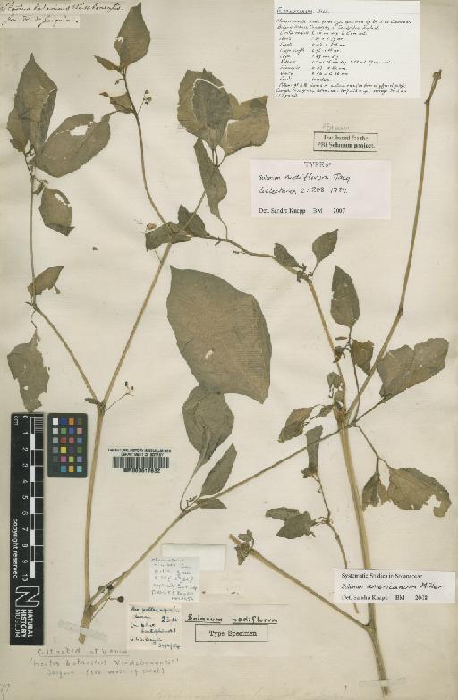 Solanum americanum Mill. - BM000617682