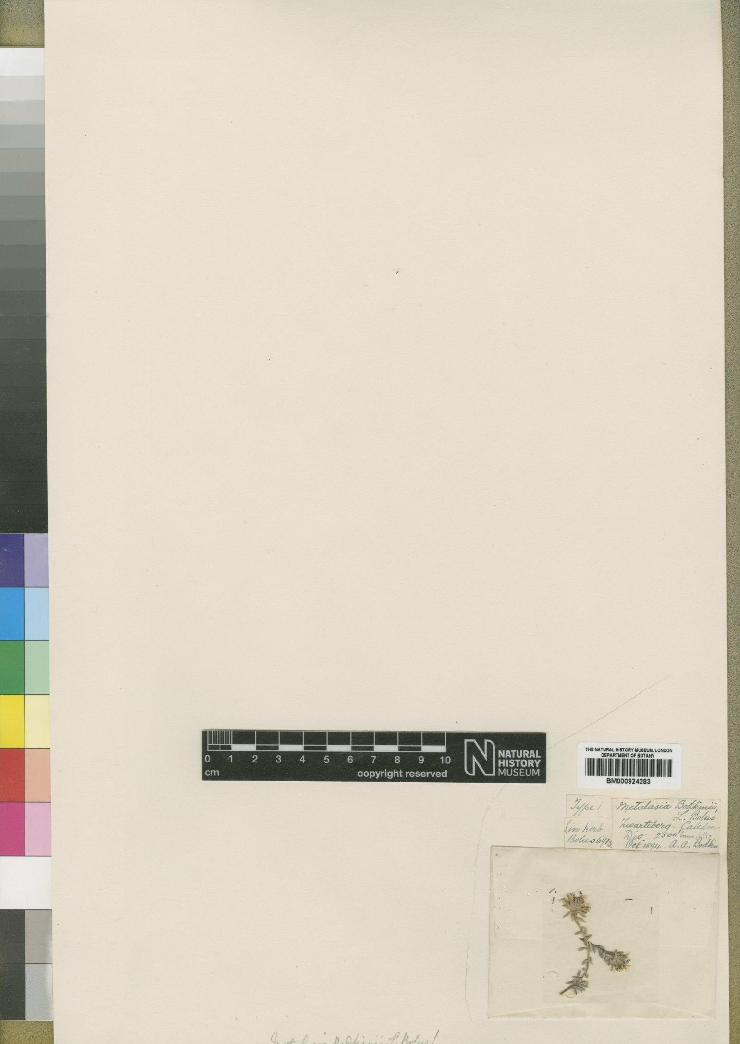 To NHMUK collection (Metalasia bodkinii Bolus; Type; NHMUK:ecatalogue:4529311)
