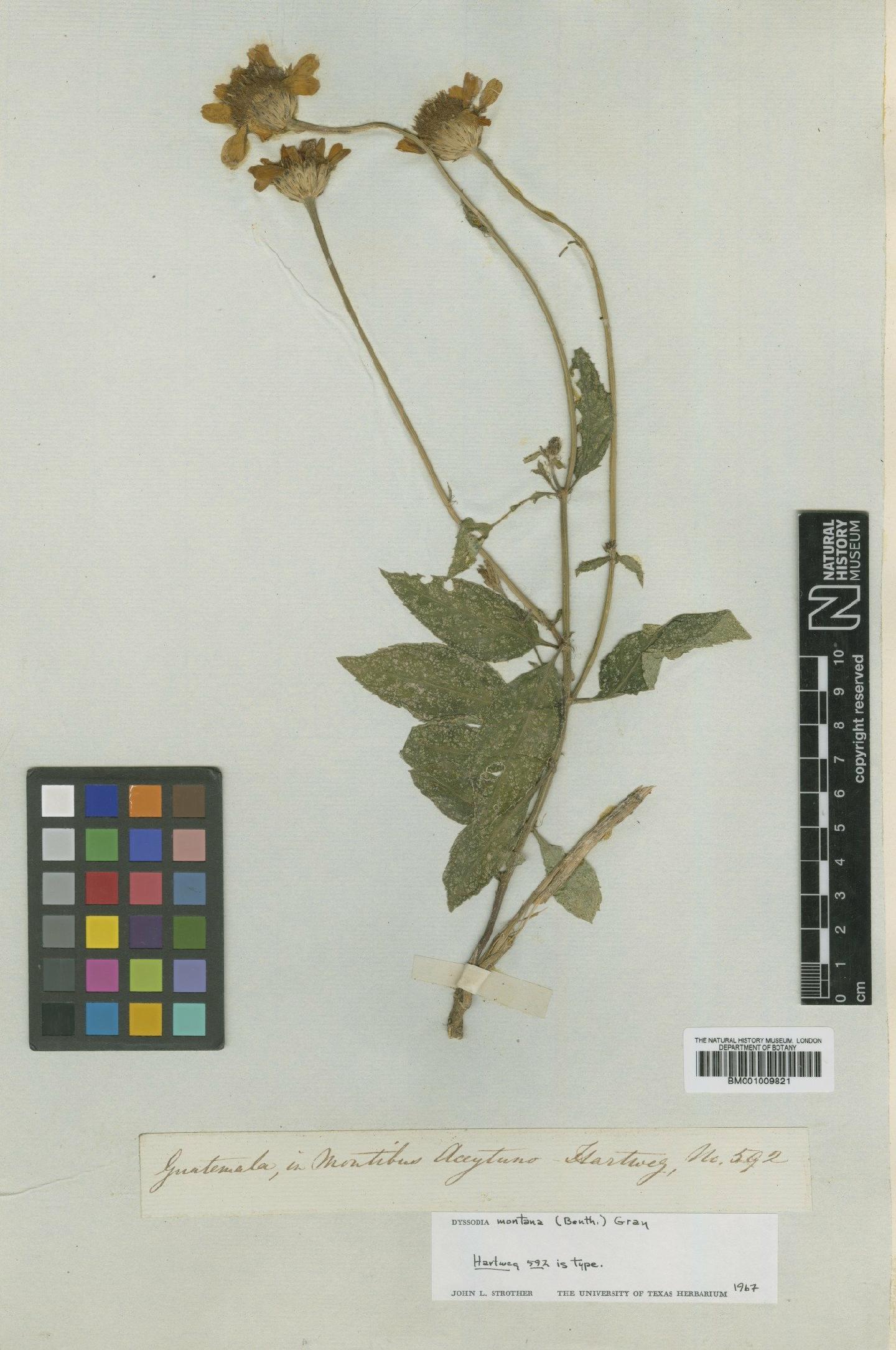 To NHMUK collection (Dyssodia montana (Benth.) A.Gray; Type; NHMUK:ecatalogue:622296)