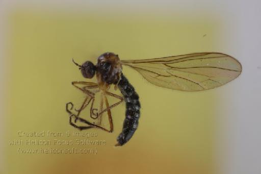 Hoplopeza abdominalis Collin, 1933 - Hoplopeza abdominalis HT lateral