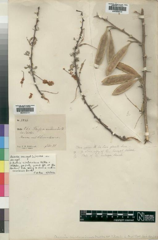 Acacia virchowiana Vatke & Hildebrandt - BM000842120