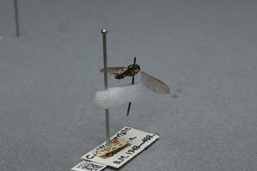 Platycheirus (Platycheirus) albimanus (Fabricius, 1781) - 012520564_additional_1