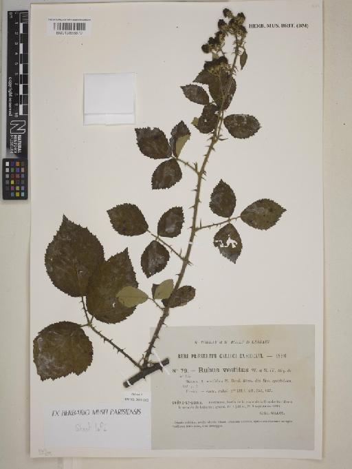 Rubus vestitus Weihe & Nees - BM013865879
