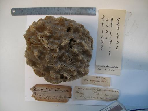 Spongilla alba Carter, 1849 - 1879.12.26.34 Spongilla alba  (1)