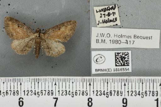 Eupithecia icterata (Stephens, 1831) - BMNHE_1816554_393280