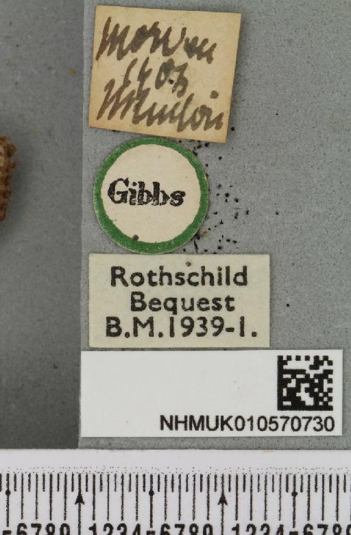 Omphaloscelis lunosa ab. agrotoides Guenée, 1852 - NHMUK_010570730_label_628267