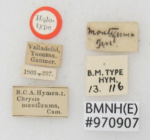 Chrysis montezuma Cameron, P., 1888 - Chrysis_montezuma-BMNH(E)#970907_type-labels