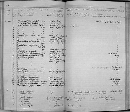 Dinotopterus atribranchus Greenwood, 1961 - Zoology Accessions Register: Fishes: 1937 - 1960: page 219