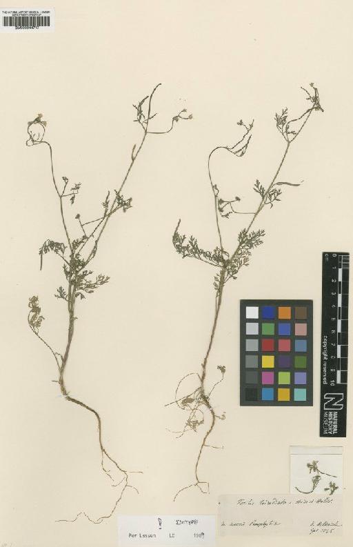 Torilis triradiata Boiss. & Heldr. - BM000944717