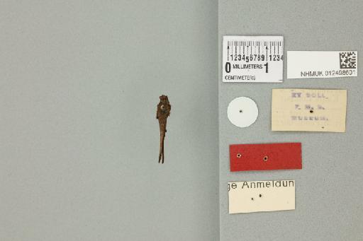 Falconius pseudoclavitarsis Gunther, 1938 - 012498601_reverse_1