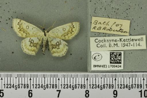 Cyclophora annularia (Fabricius, 1775) - BMNHE_1709434_273093