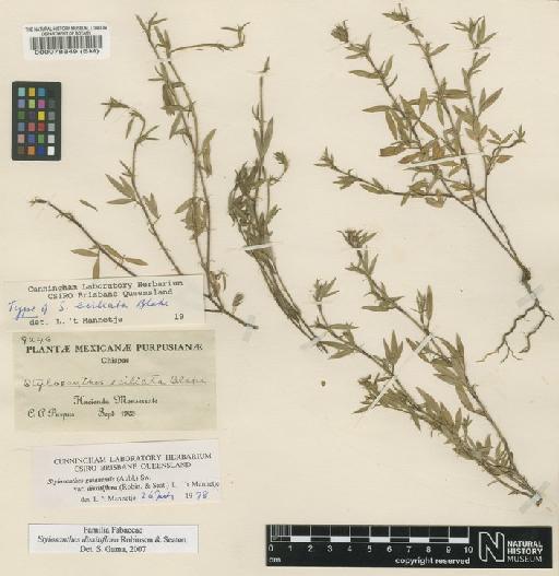 Stylosanthes dissitiflora B.L.Rob. & Seaton - BM000078849