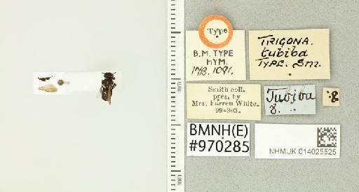 Scaptotrigona tubiba (Smith, F., 1863) - 014025525_840024_-
