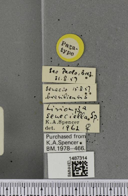 Liriomyza seneciella Spencer, 1963 - BMNHE_1487314_label_51493