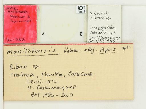 Aphis (Bursaphis) manitobensis Robinson & Rojanavong, 1976 - 015315685_112497_1093010_7901767_Type