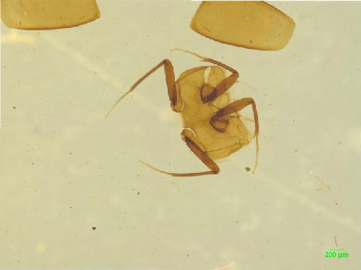 Scaphidiinae Latreille, 1806 - 010188839___2