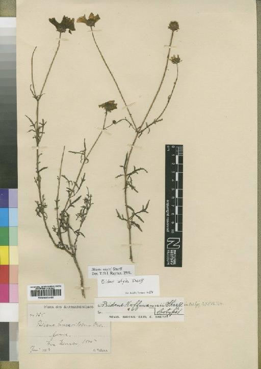 Bidens whytei Scherff - BM000924436