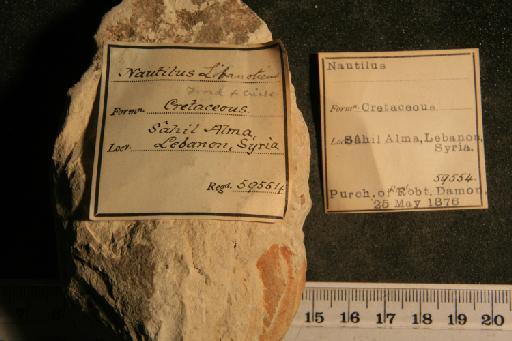 Cymatoceras libanoticum (Foord & Crick, 1890) - PI OR 59554 b Cymatoceras libanoticum