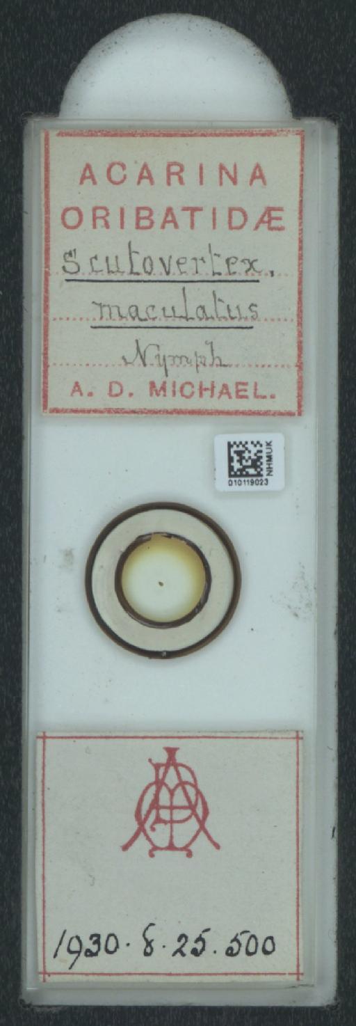 Scutovertex maculatus A.D. Michael, 1882 - 010119023_128156_1585179