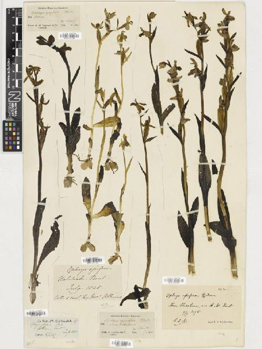 Ophrys apifera Huds. - BM001081123