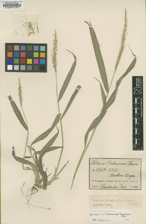 Setaria lancifolia R.A.W.Herrm. - BM000524769