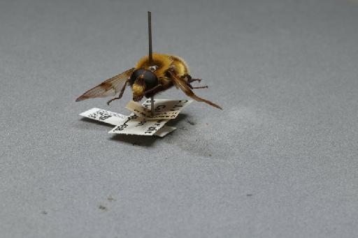 Volucella bombylans (Linnaeus, 1758) - 012530563_additional_3