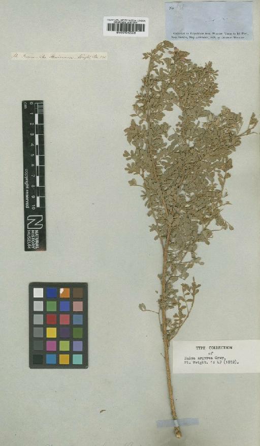 Dalea bicolor var. argyrea (A.Gray) Barneby - BM001042556