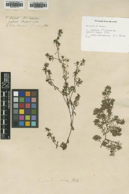 Euphorbia rosea Retz. - BM000951572