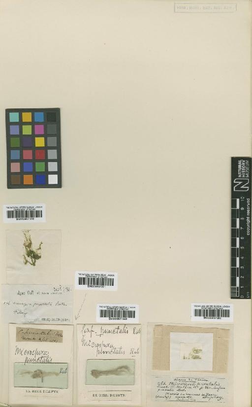 Microspora punctalis (O.F.Müll.) Rabenh. - BM000937350