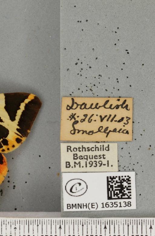 Euplagia quadripunctaria (Poda, 1761) - BMNHE_1635138_label_209202