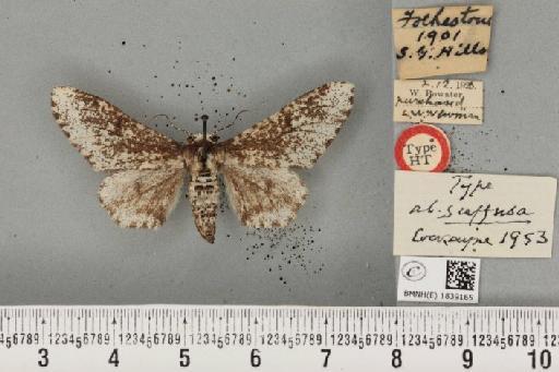 Biston betularia ab. suffusa Cockayne, 1953 - BMNHE_1839165_412893